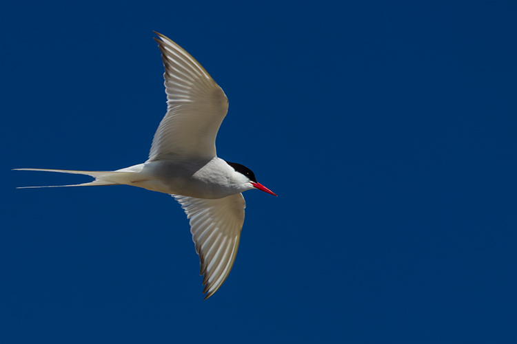 Arctic tern Sterna paradisaea 